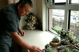 天津大姐室内养多肉遭到老公嫌弃，抱怨不停，还能不能继续养视频封面