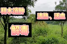 这种植物叫猫爪刺，用于利水消肿，清热、活血、解毒的功效。视频封面