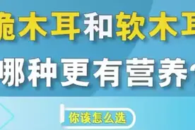 脆木耳和软木耳的区别