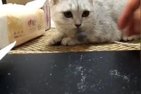 【训练猫咪叼球5】她成功了视频封面
