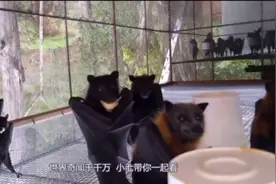 世界上最大的蝙蝠，非洲人很喜欢吃，专家却说它们携带大量病毒视频封面