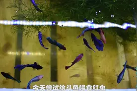 斗鱼第一次吃红虫 好像野生鱼在捕食的感觉 小小的身体很有爆发力