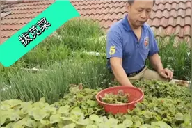 楼顶上种的苋菜，拔着吃还是掐着吃有讲究！怪不得老张苋菜长得好