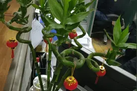 在老家上班，真的很美好么视频封面
