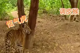 森林里，胆大包天的猴子遇见老虎，老虎差点被气死，看一次笑一次视频封面