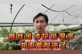 倒挂金钟的花苗还有很多，但是却没办法发货了，请谅解视频封面