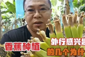 香蕉是怎么长出来的？要不要年年种？套袋子干嘛？今天给大家解答视频封面