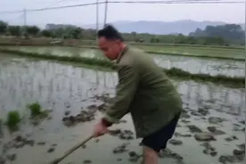 农村大姐插秧特别快，一天能插2到3亩田，全纯手工插秧视频封面