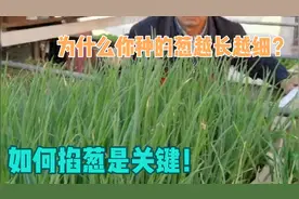 为啥种的葱越长越细，如何掐葱是关键！这么做你家香葱吃不完！