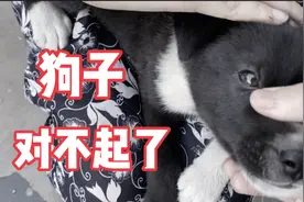 外婆说白尾巴狗不能养，要一剪刀给剪了！这真的是忌讳吗？