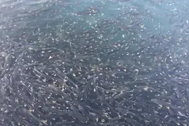 青海湖的湟鱼又称“裸鲤”国家二级保护动物，吃一条坐牢2年