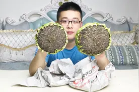 生吃向日葵！？小锐的表示第一次磕生瓜子，真的很新鲜还不上火！