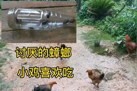 讨厌的蟑螂却成了喂鸡的好饲料。鸡吃多了蟑螂会不会变成蟑螂鸡。
