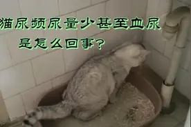 猫尿闭，尿频，血尿，尿量少是怎么回事，该如何解决？视频封面