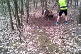 男子在山林中发现一只野山羊，这羊居然用角把自己给绑住了