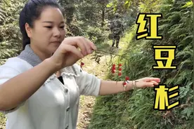 刚进山，秋子在路边就捡到一串红豆杉，丫头哥尝了一个直夸真好吃视频封面