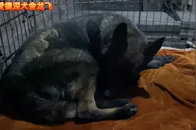 黑色的跟狼灰色的后代诞生啦，但是生出来好几个颜色小伙道出实情视频封面