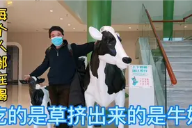 老狼参观现代化的奶牛基地，挤牛奶全自动化过程太先进，你见过吗视频封面