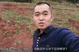 四川成都最先进的种桃技术不容错过，喜欢的收藏备用哦视频封面