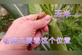 种玉米的人多，如何分辨出玉米的老嫩，阿姨教农民主要看这个位置