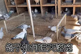 一分钟带你了解鸽子是如何进入天落笼的，场面简直太壮观了