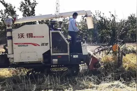 油菜可以这样收割，种油菜不发愁了视频封面