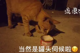 晚上遇到流浪猫该怎么办？当然是喂罐头啦！