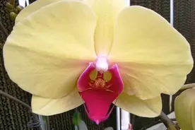 蝴蝶兰品种介绍，花期60天跟30天的颜色区别视频封面