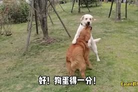金毛大战拉布拉多，世纪之战同城德比，究竟谁更胜一筹？