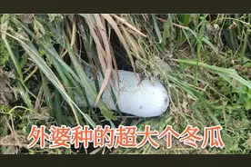 外婆种的超大个纯天然冬瓜，让我去帮扛，一个就有百来斤重视频封面