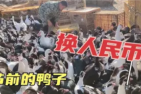 实拍大哥出售鸭子的现场，最后那批鸭老板出手10万元。视频封面