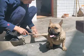 狗狗脚上长了个脓包，不知道怎么弄的给它消消毒