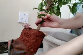 买到黄泥巴种的三角梅怎么办呢？用这几种方法解决。视频封面