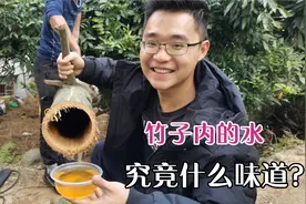 小陈砍下浑身带刺的神奇竹子，竹筒内还藏有水，喝一口竟是这味道