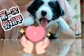 黑白色卡迪根柯基小二牛出生38天，第一次剪指甲