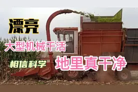 河北农村秋季玉米收获场景，之前半月干的活，现在半天全干完！视频封面