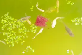 今天水温10度孔雀鱼会是什么状态，直接跟冬眠没什么两样