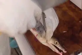 日本大厨处理鳗鱼，鳗鱼刚想反咬一口。就被爆头，没死透就成刺身视频封面