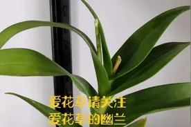 石斛兰…观赏性…养生…药用…多功能寄生花草…视频封面