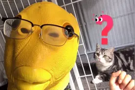 戴上头套后，猫咪还会认得主人吗？测试4只猫！视频封面