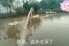 网传鸭子大军出征巴铁灭蝗虫，我赶紧把它们找回来，贡献一份力量