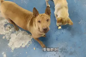 买了烤面包吃，给大狗喂几块烤面包，没想到它们也特别爱吃视频封面