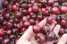 5月23日樱桃产地收购市场行情，早期露天樱桃价格低 ，每斤1.5元视频封面