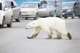 揪心！北极熊流浪1500公里到城市觅食 垃圾堆里翻找食物视频封面