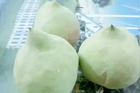 水蜜桃与鹰嘴桃试吃对比，你们都吃过吗？两者有什么区别呢？视频封面