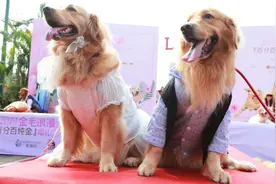 单身狗“脱单”！俩“金毛”举办婚礼，50只同类围观