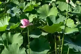 玛河公园乘凉避暑