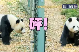 熊猫写日记：文艺滚滚的恋爱秘籍大公开！这种暗恋好萌...