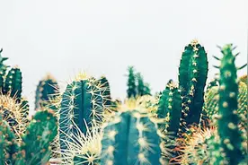 露露教你，仙人掌的种植养护方法和注意事项，可以爆盆视频封面