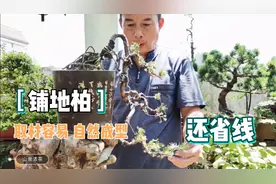 用这种小老树做盆景即简单又省钱视频封面